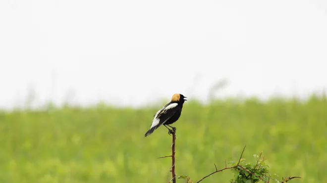 Image: Grassland bird walk