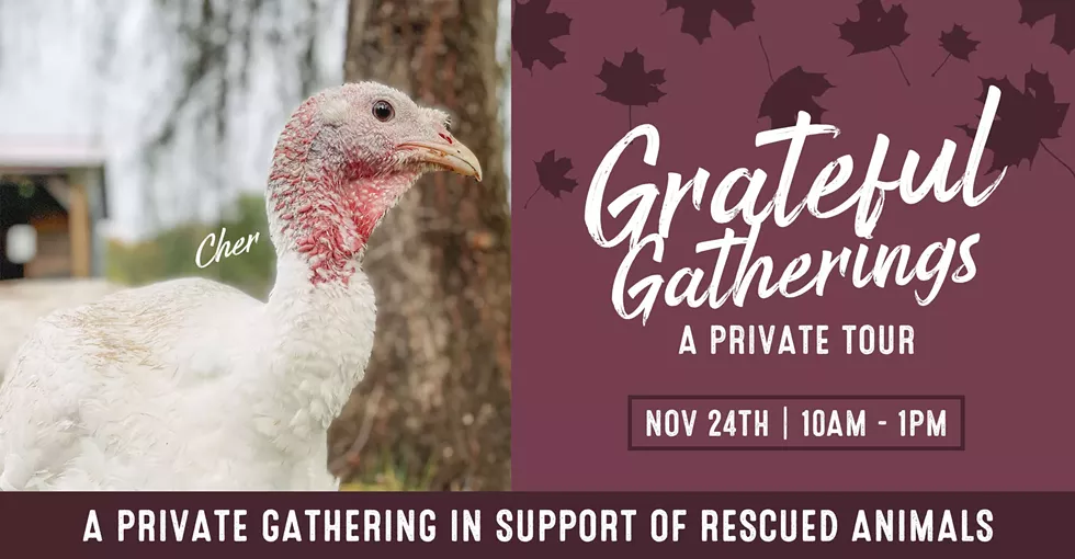 grateful-gatherings-november-woodstock-farm-sanctuary-2023.webp