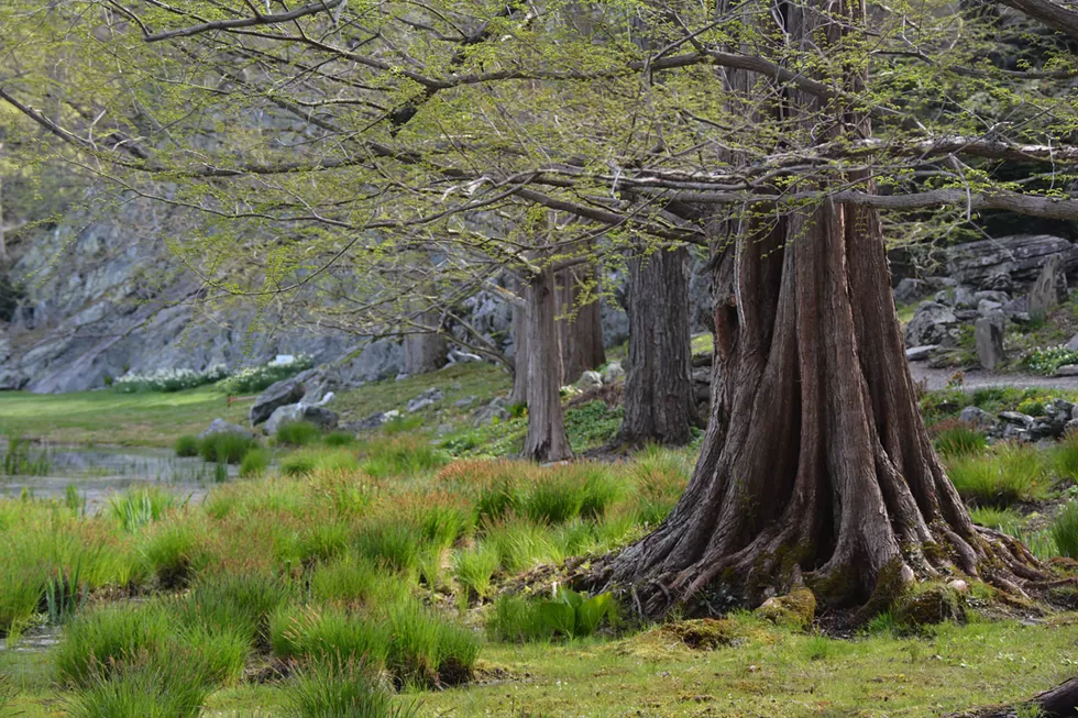 Great Trees of Innisfree