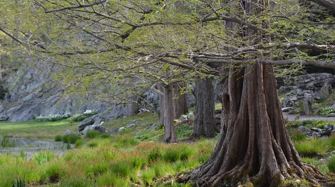 Image: Great Trees of Innisfree Walking Tour
