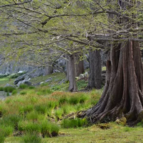 Image: Great Trees of Innisfree Walking Tour