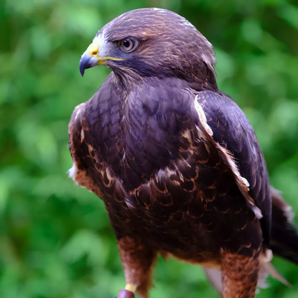 The 2026 Birds of Prey Day &ldquo;Raptor Ambassador&rdquo; is a female Swainson&rsquo;s hawk.