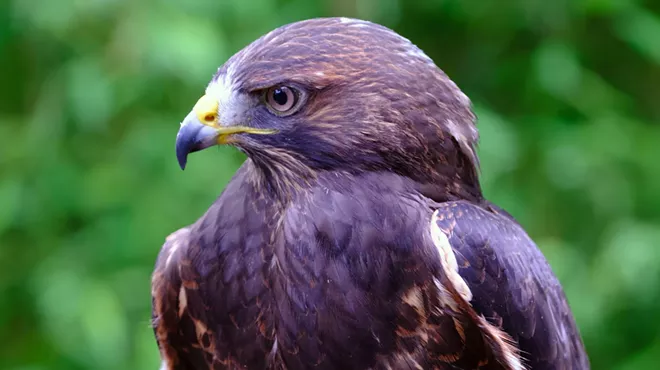 Image: Green Chimneys Birds of Prey Day