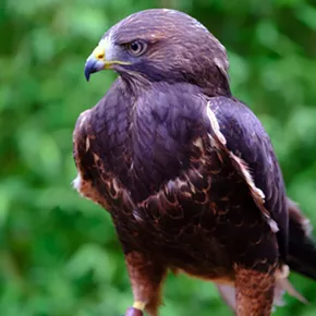 Image: Green Chimneys Birds of Prey Day