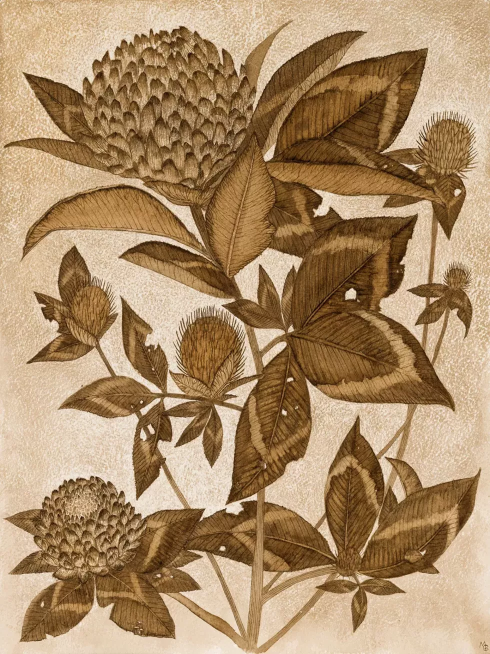Margot Glass, Red Clover, initialed on recto black walnut ink on Arches 100% cotton heavyweight paper, 16 x 12 inches (unframed), 18 x 14 inches (framed)