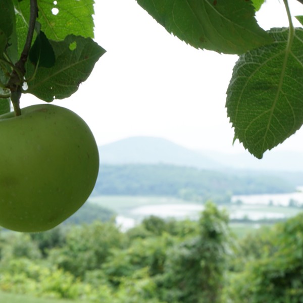 The view from one of Boscobel's apple trees
