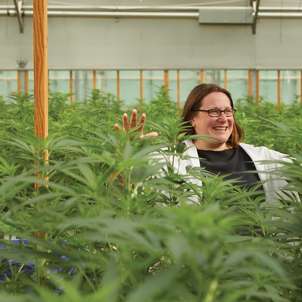 Higher Ed: New York Formulates a Cannabis Curriculum