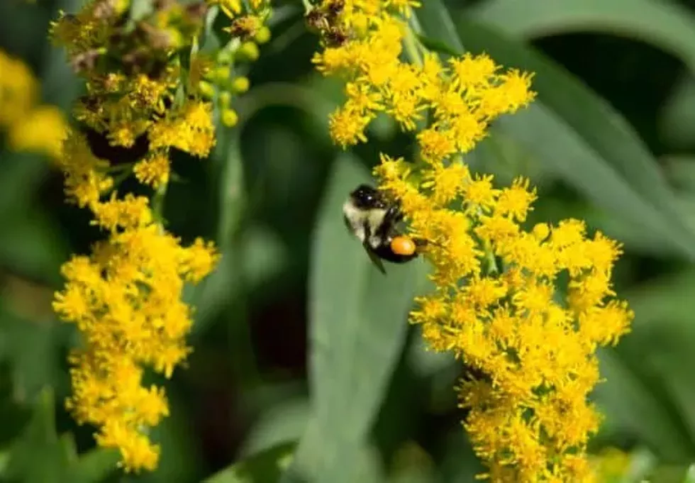 pollinator-program-promo-small.webp