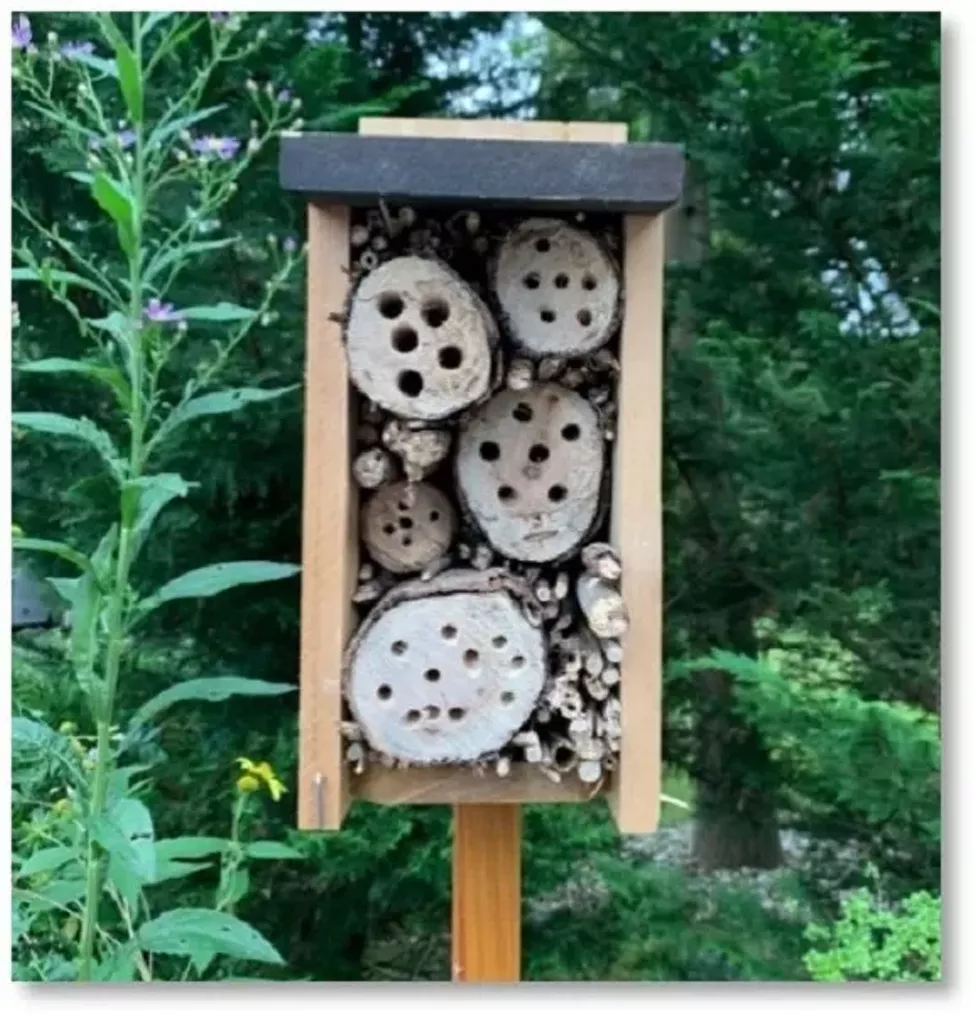 bee-hotel---shayla-schott.webp