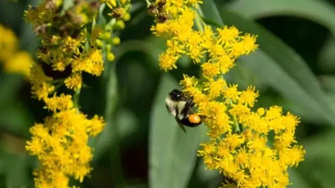 Image: Honey Harvest: End of Summer Pollinator Walk with Fox Farm Apiary