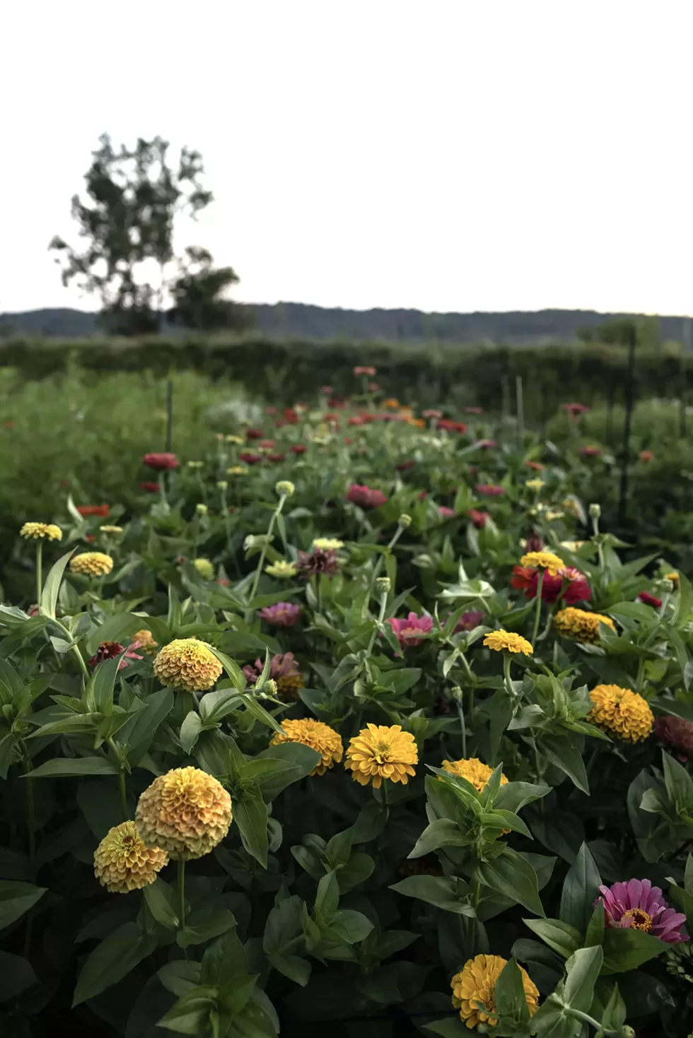 Teak and Thyme Farm