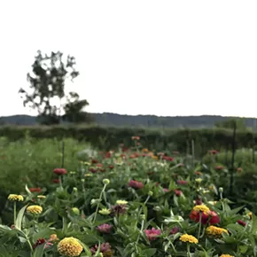 Image: Hoosick Blooms Garden Tour (a benefit for CiviCure)