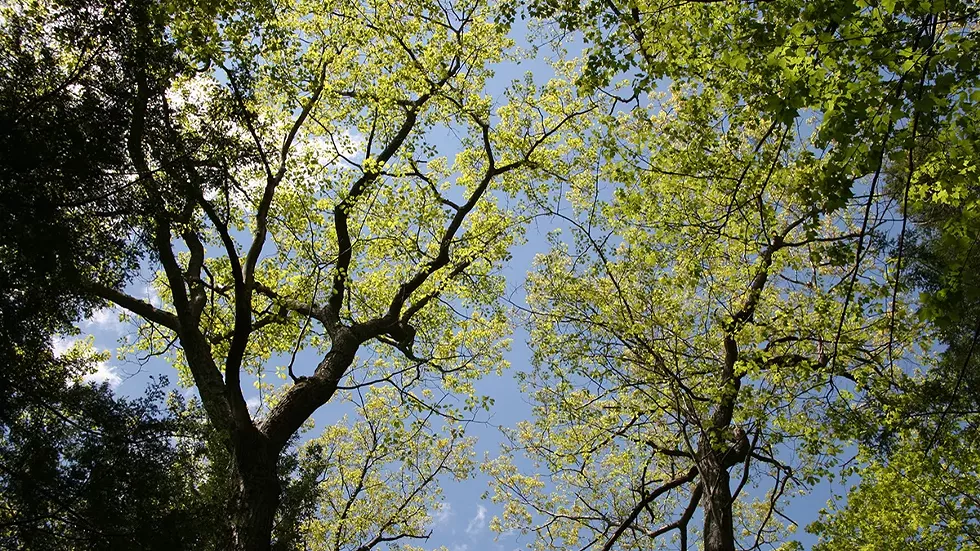 trees-forest-view-from-below.webp
