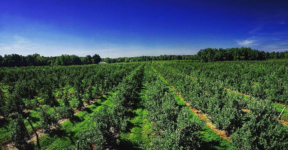 Clarke&#146;s Family Farm in Modena grows apples, pears, and peaches using a mix of organic and Integrated Pest Management techniques.
