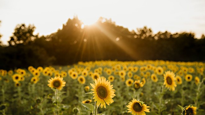 Hudson Valley Cold Pressed Oils: Finding Success in Sunflowers