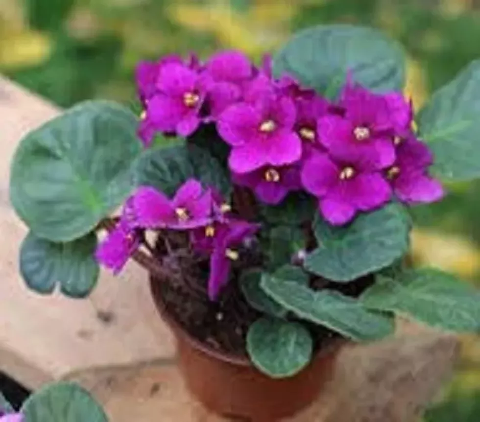 clermont-violet.webp