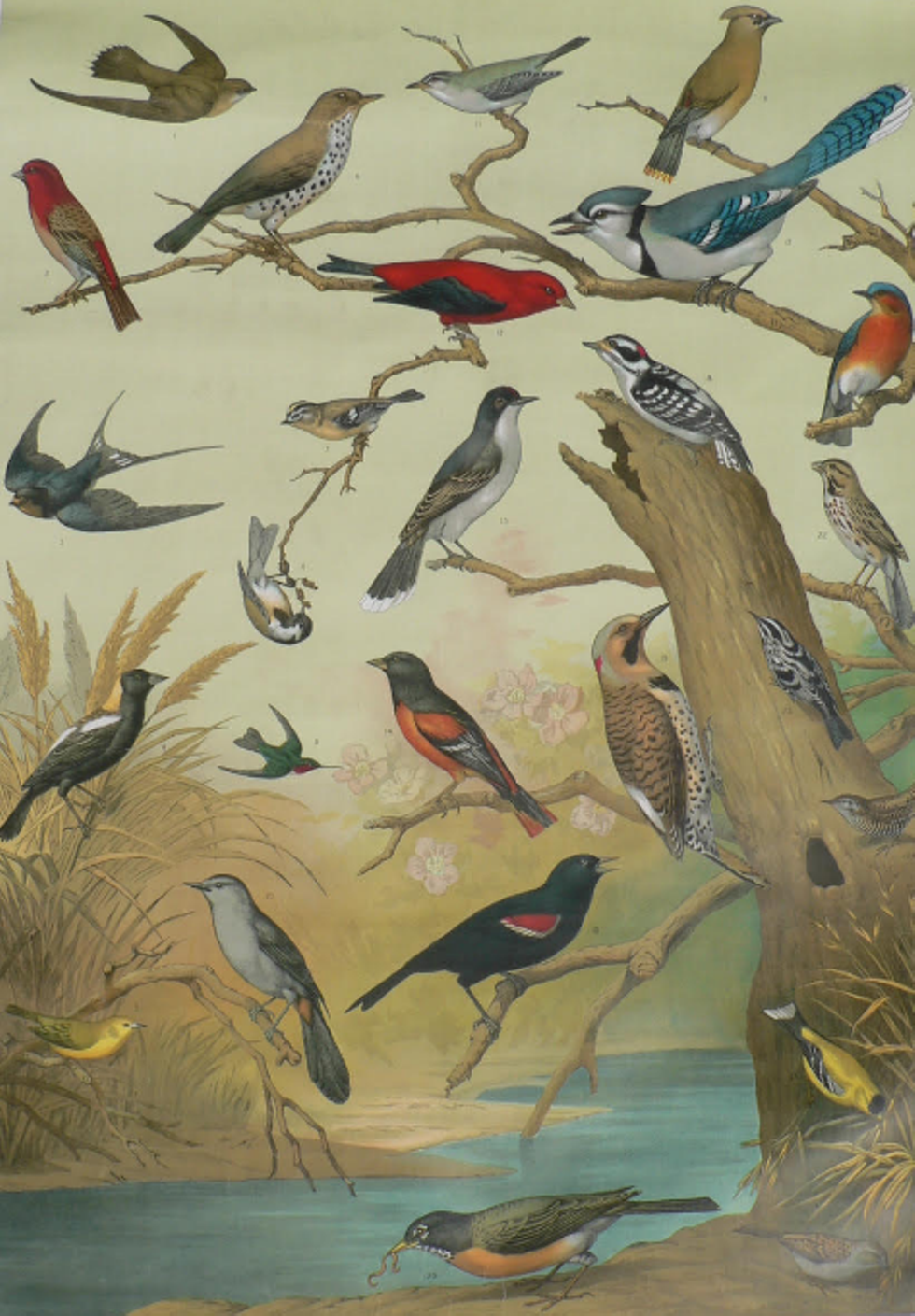 Audubon Chart 1
