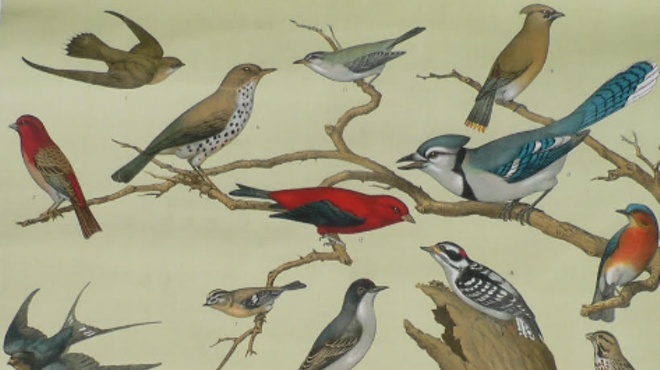 Image: In the Landscape: Dawn Chorus