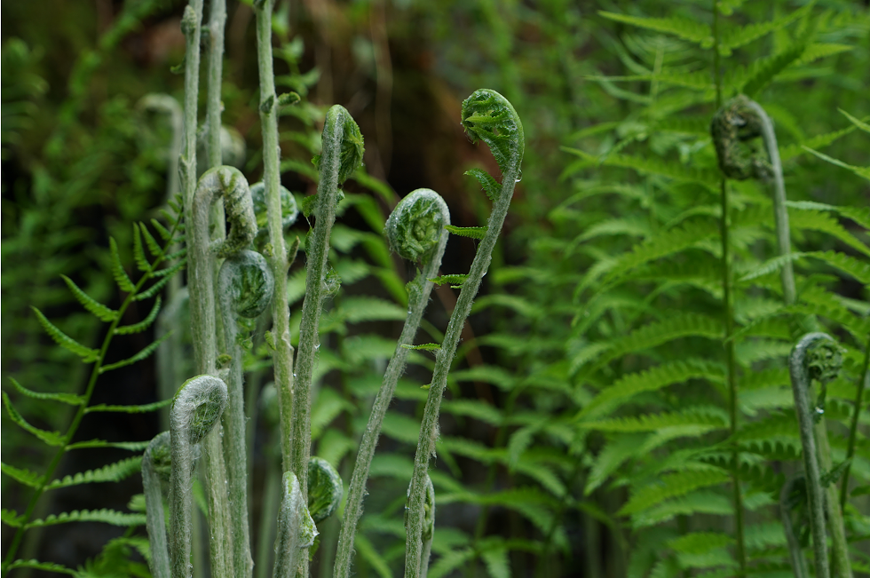 ferns_rich_darke.png