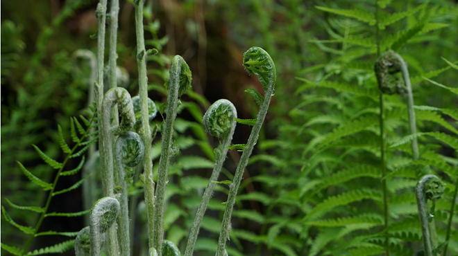 Image: In the Landscape: Lens on the Forest &ndash; Wildflowers & Ferns