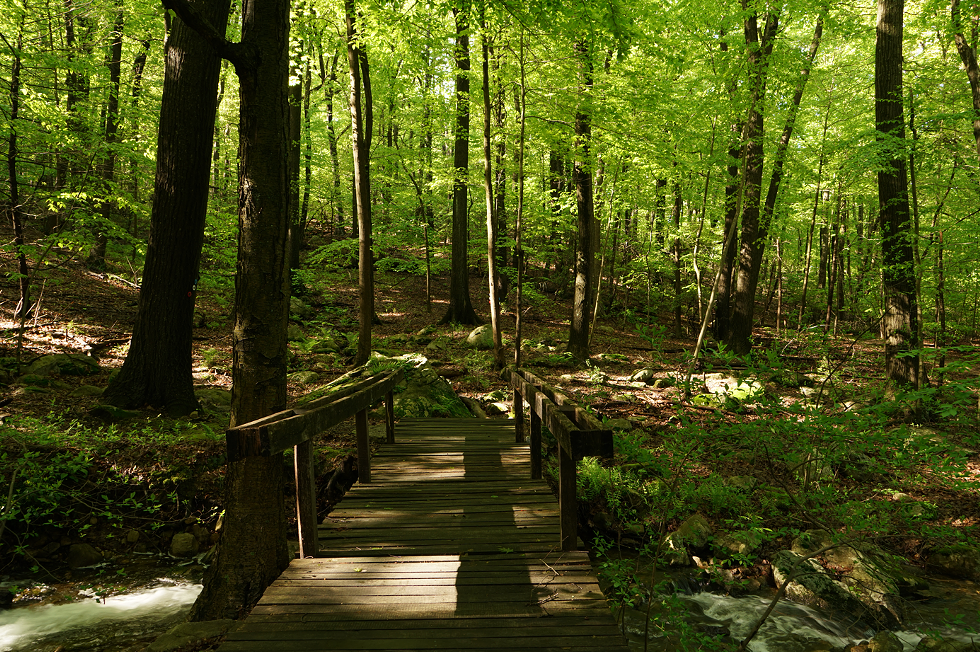 railing_bridge_rick_darke.png
