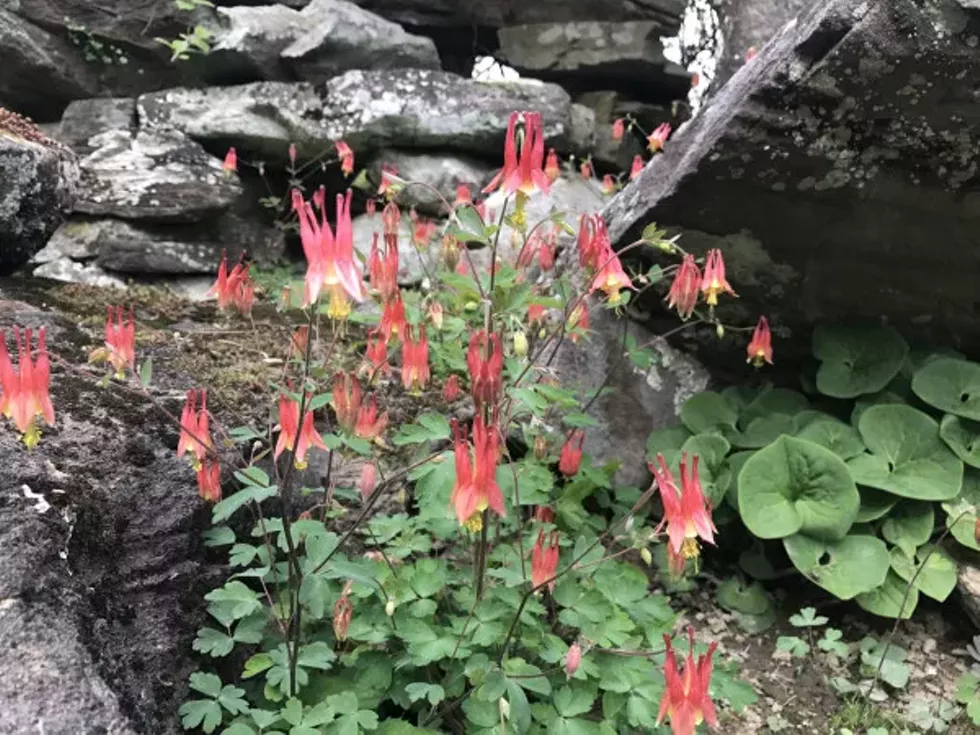 flowering-plants.webp