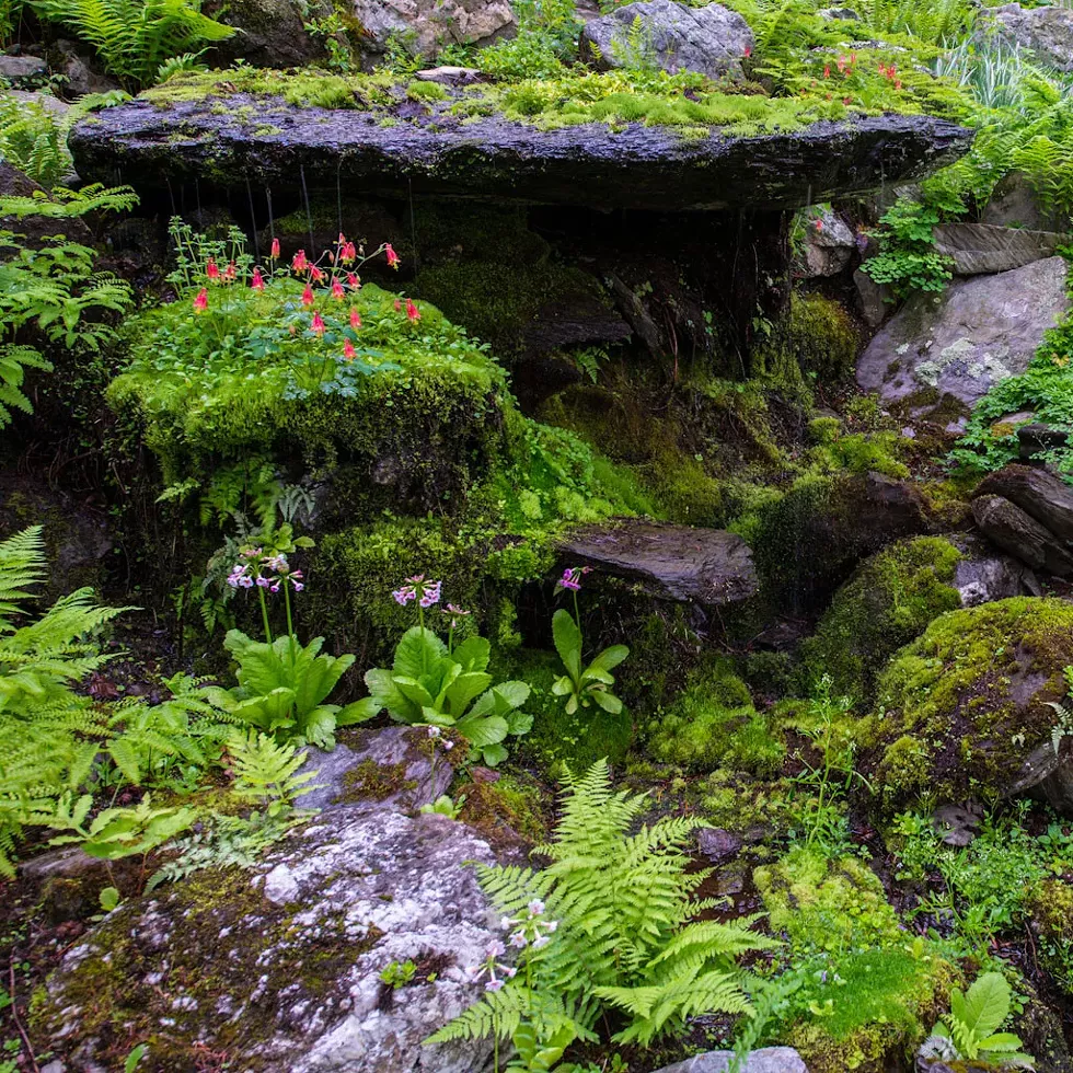 columbine-and-japanese-primroses-blooming-on-the-lip-rock-waterfall-2000x.webp