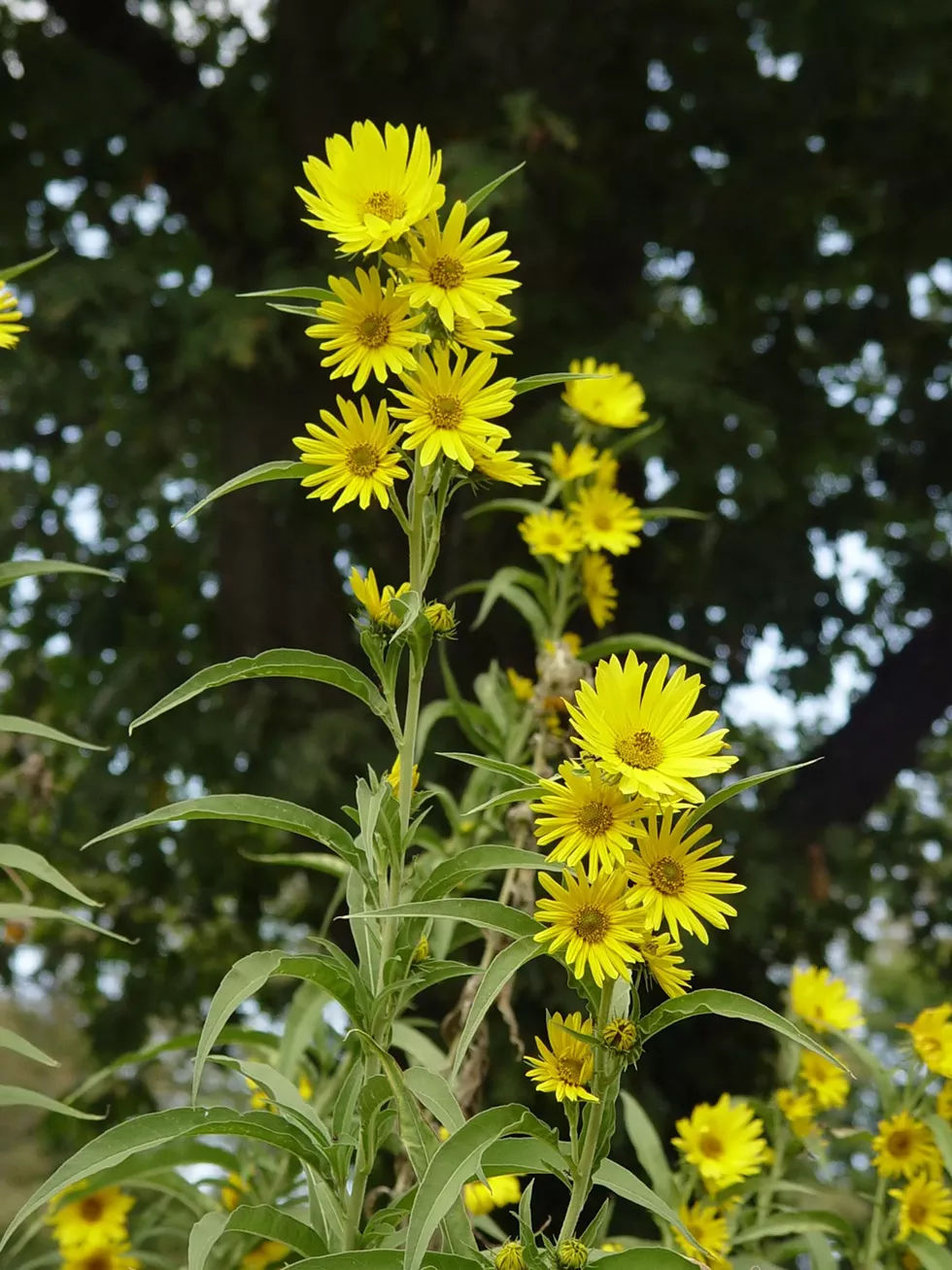 helianthus_maximilianii_3.webp