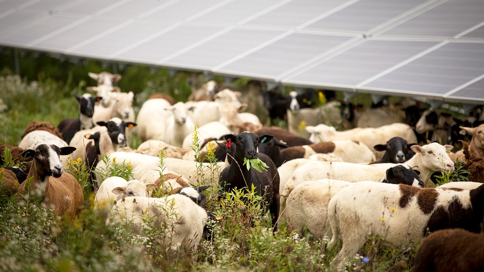A herd of sheep graze under an industrial-scale solar array
