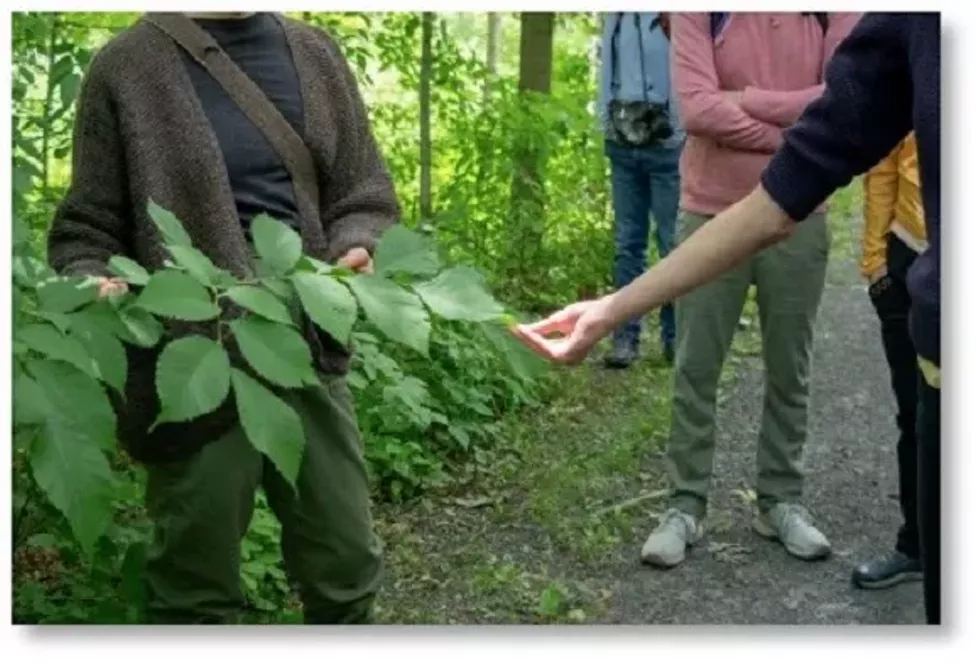 olana-plant-walk.webp
