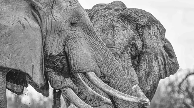 Image: "Lipkowitz Returns to Africa": Photography by John Lipkowitz