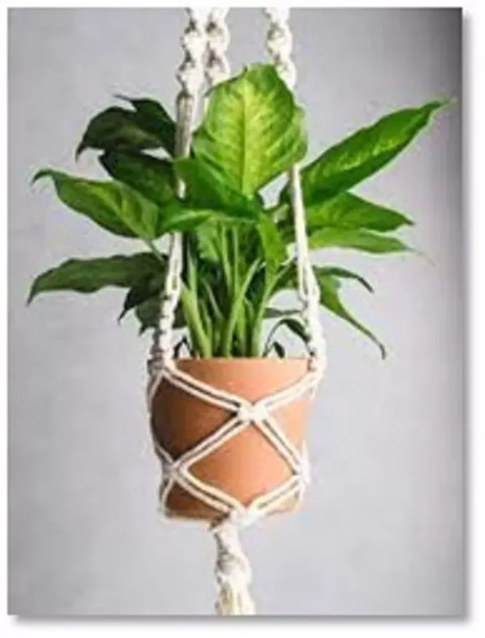 staatsburgh-plant-hanger.webp