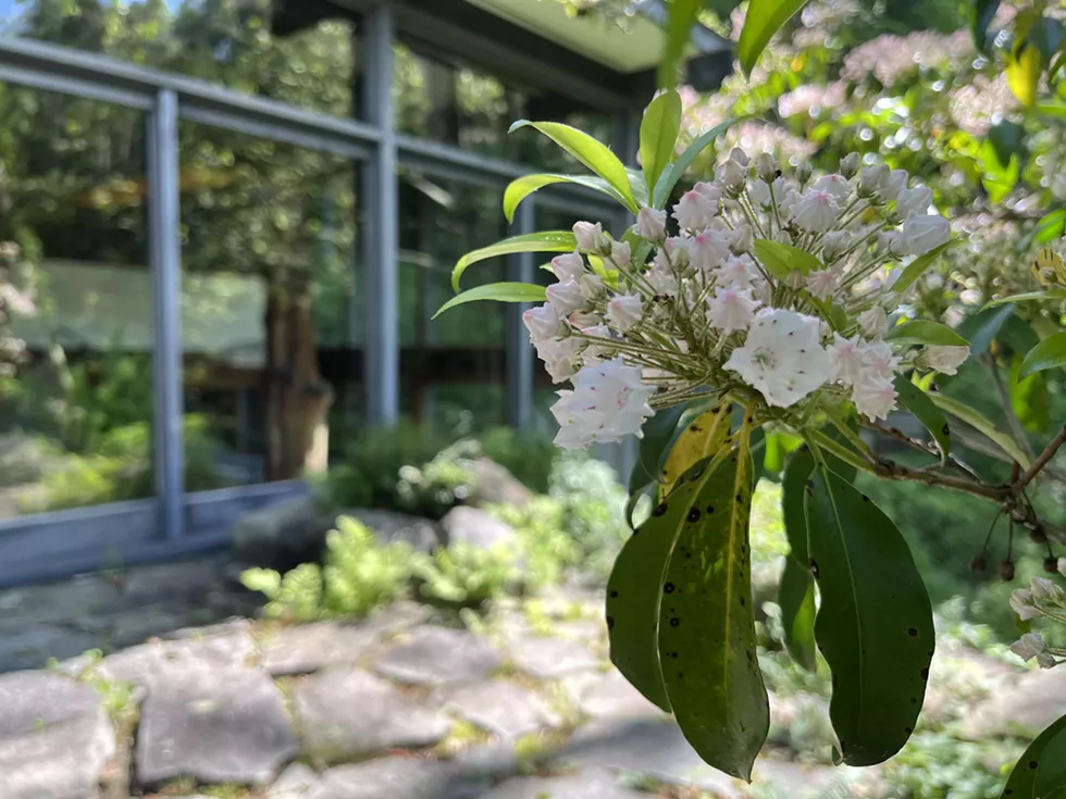 blossoms___bubbly.webp
