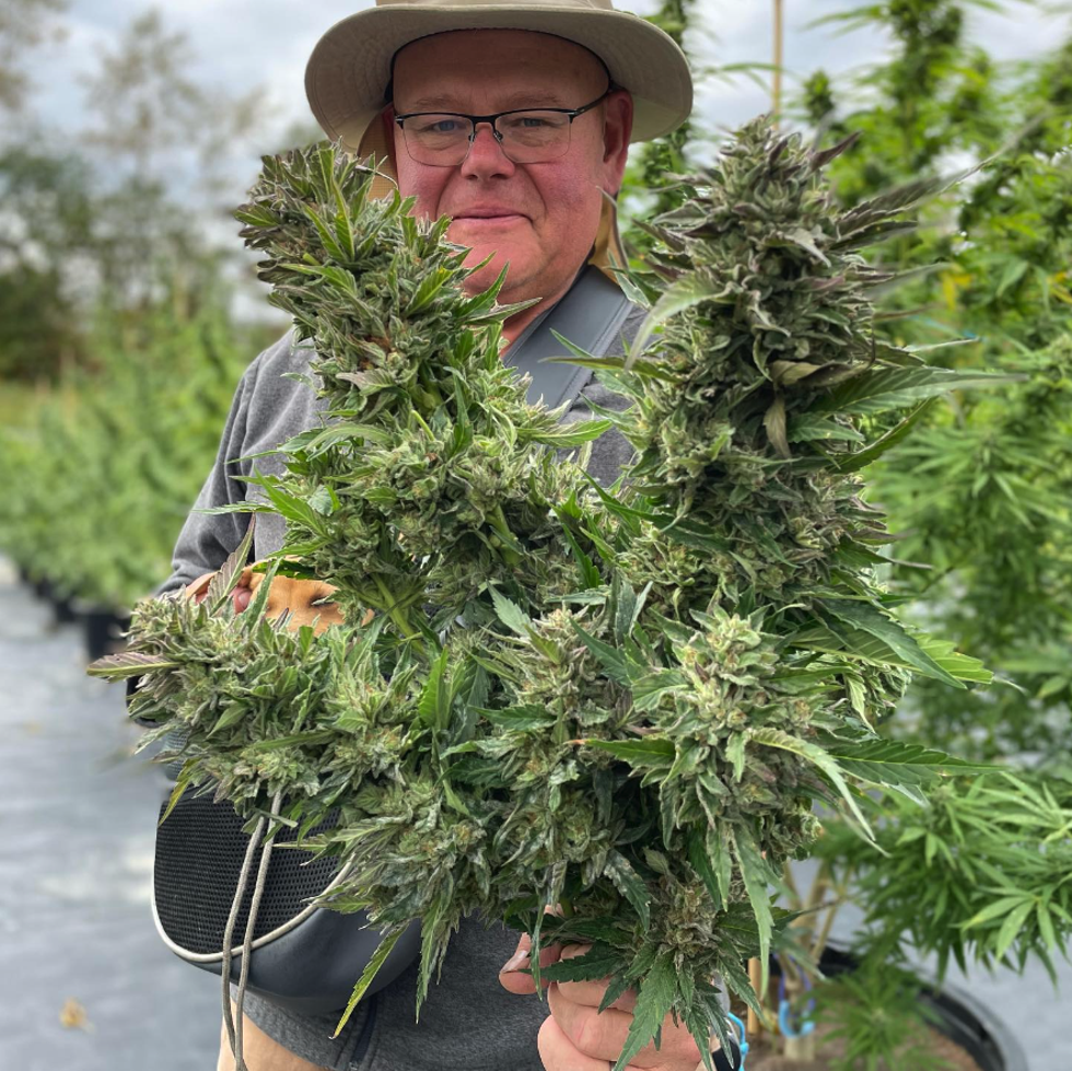 Jon Piasecki, co-owner of Wiseacre Farm in West Stockbridge, Massachusetts, showing off some of the 2023 harvest. Wiseacre is part of a federal lawsuit seeking  to end the federal ban on state-legal cannabis.