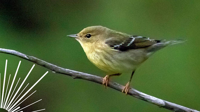 Image: Morning Bird Walk with Kyle Bardwell