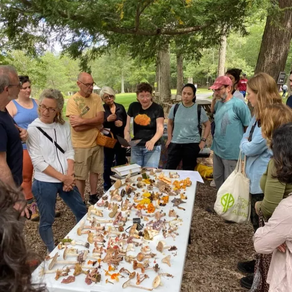 mushroom-walk.webp