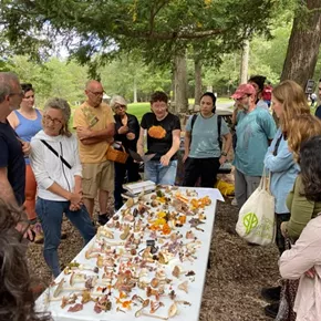 Image: Mushroom Walk with Chris Baker