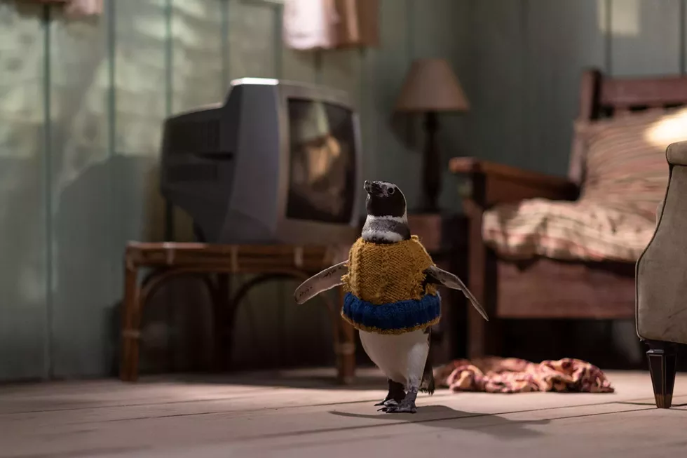 Ten rescue penguins from Ubatuba, Brazil, took turns playing the role of Dindim in the film.