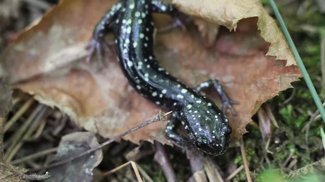 Image: New Field Guide to Columbia County Released by Hawthorne Valley Ecology Program