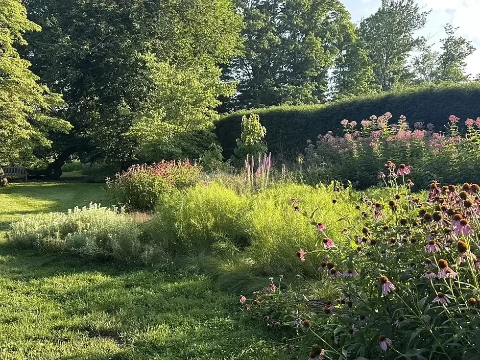 Pollinator garden in bloom