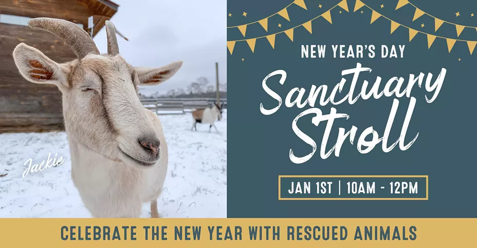 sanctuary-stroll-january-woodstock-farm-sanctuary-2024.webp