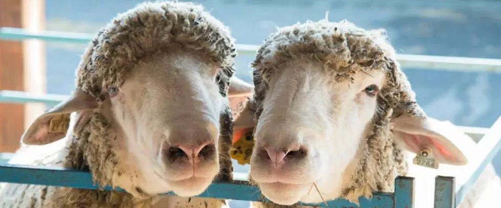 New York Sheep & Wool Festival, October 17 & 18 2026