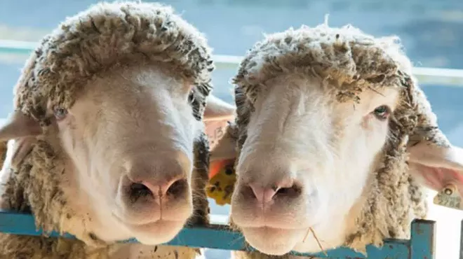 Image: New York Sheep & Wool Festival, October 17 & 18 2026