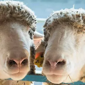 Image: New York Sheep & Wool Festival, October 17 & 18 2026