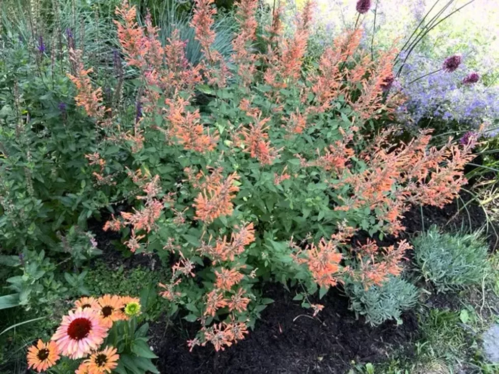 Garden Scene from our 2025 Tour.