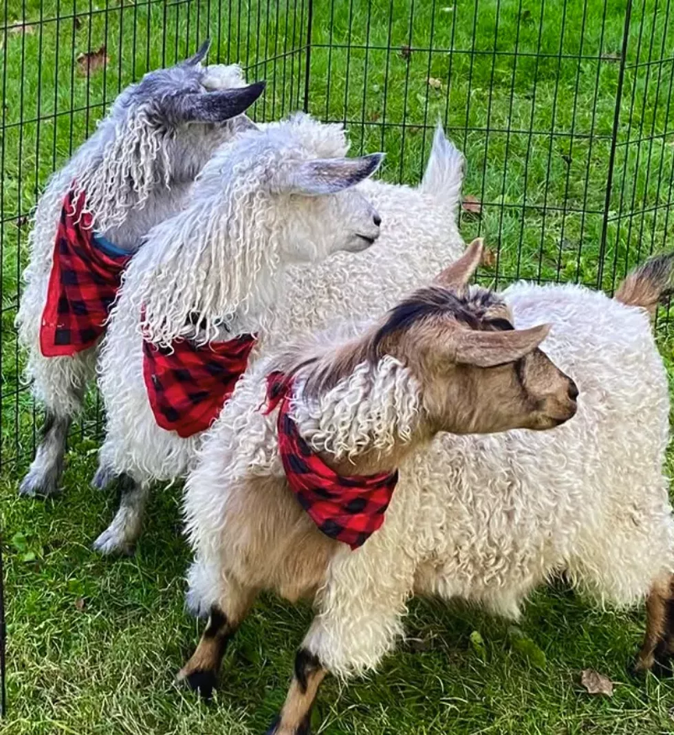 sheep_and_wool.webp