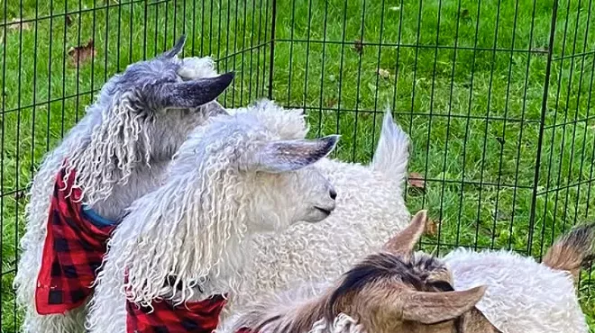 Image: NYS Sheep and Wool Festival