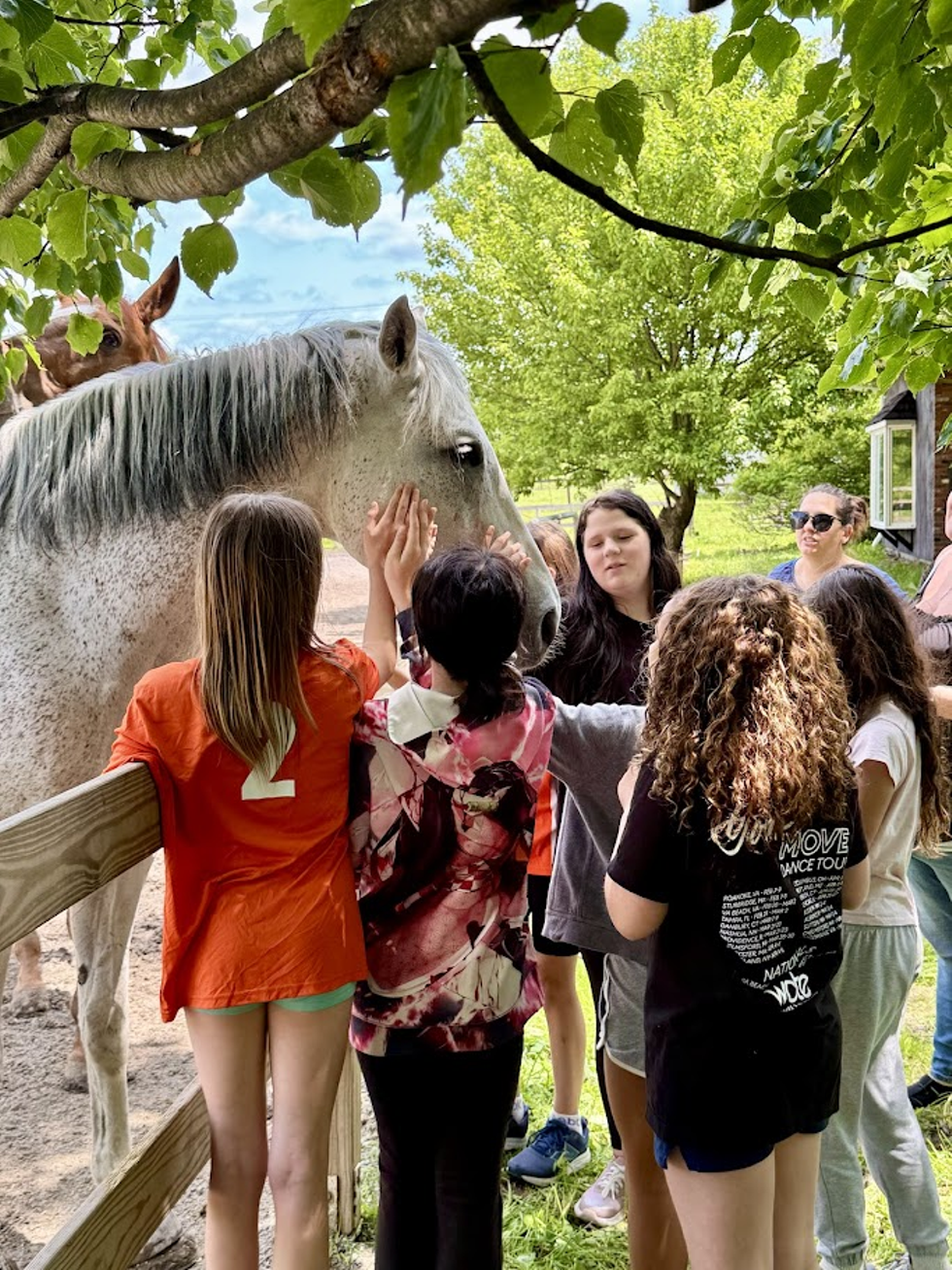 Guests meeting the rescued horses