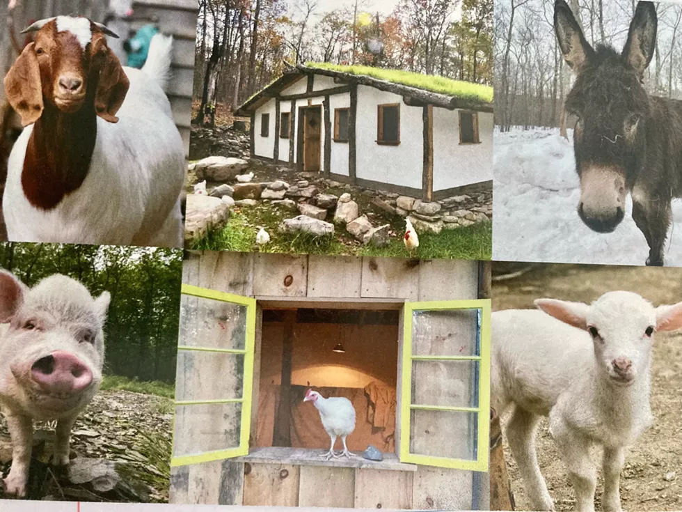 And-Hof Animals