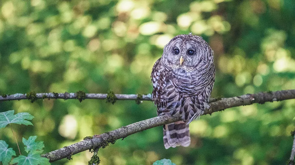 owl-on-branch.webp
